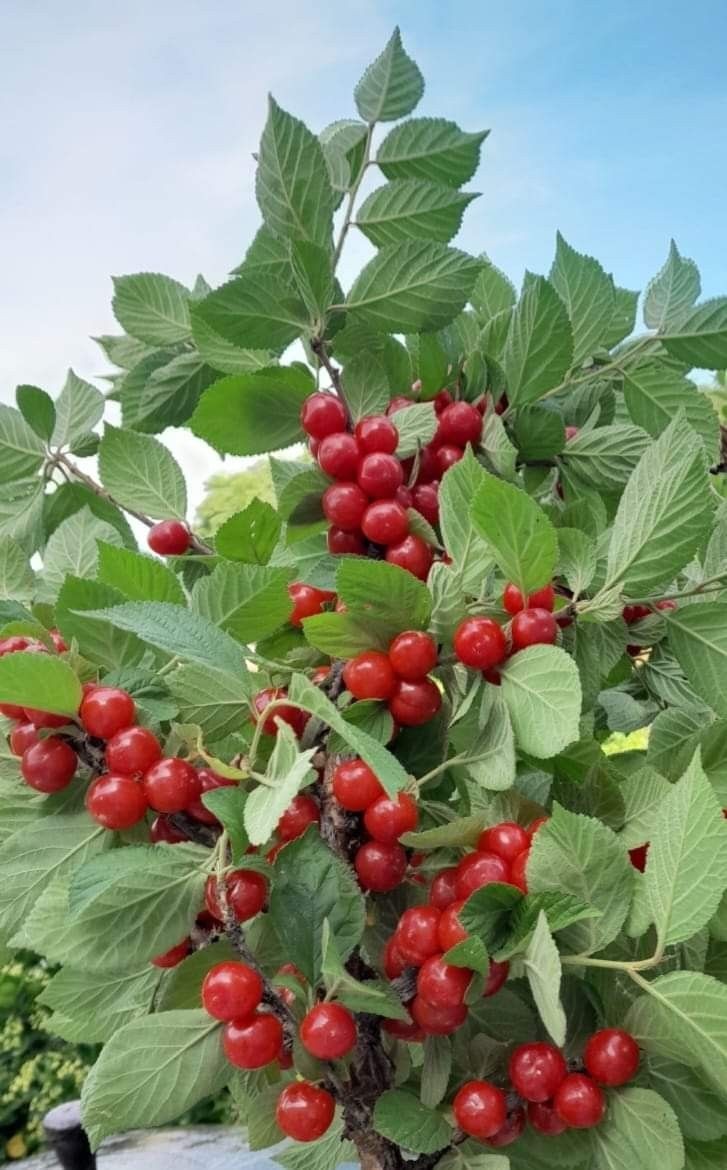 Bahçevilya Kızılcık fidanı 30 50 cm 1-2 Yaş Arası - Bahçevilya