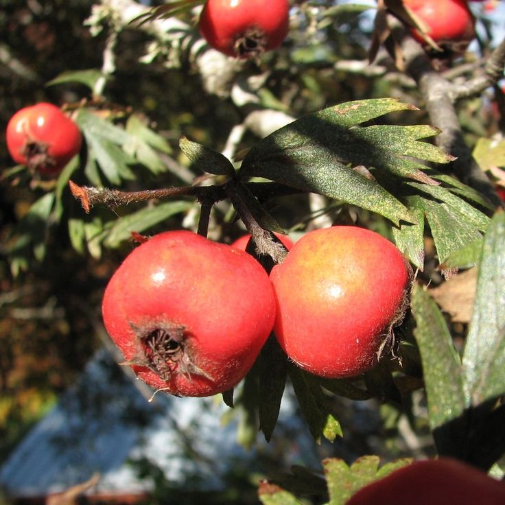 Bahçevilya  Alıç Fidanı (Crataegus) 1-2 Yaş arası  saksılı - Bahçevilya