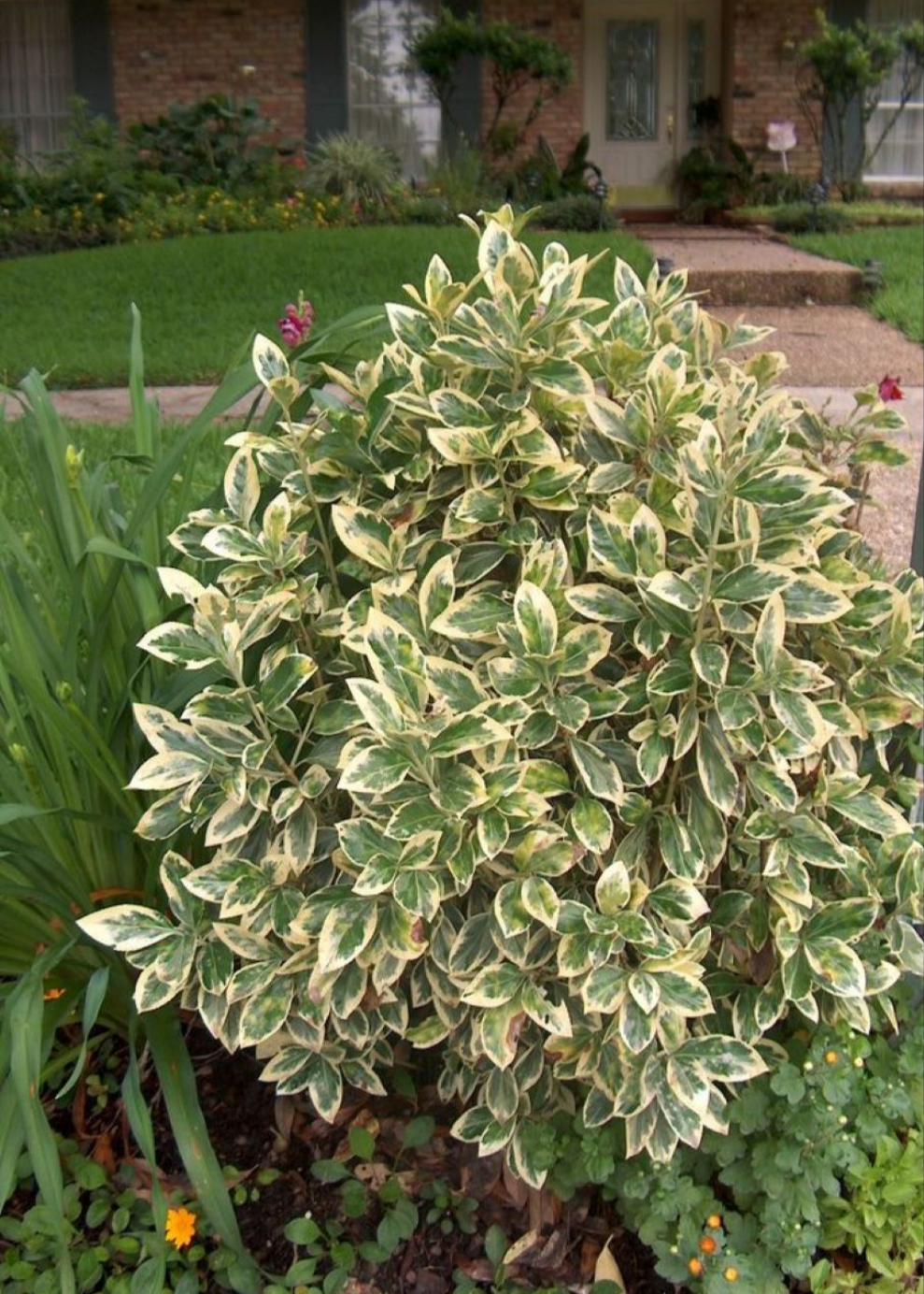 Bahçevilya Bravo Gümüşi Taflan (Euonymus japonicus) Fidanı  1-2 yaş arası - Bahçevilya