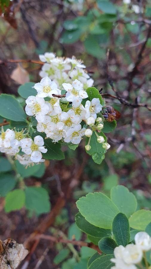 Bahçevilya Mahlep Fidanı - Tüplü 1-2 yaş arası tüplü - Bahçevilya