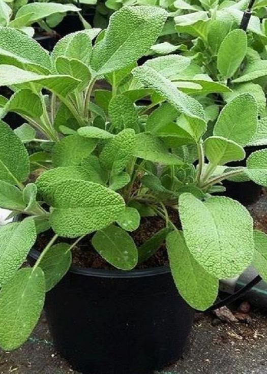 Bahçevilya Adaçayı Fidanı Salvia officinalis 1-2 yaş arası saksılı - Bahçevilya