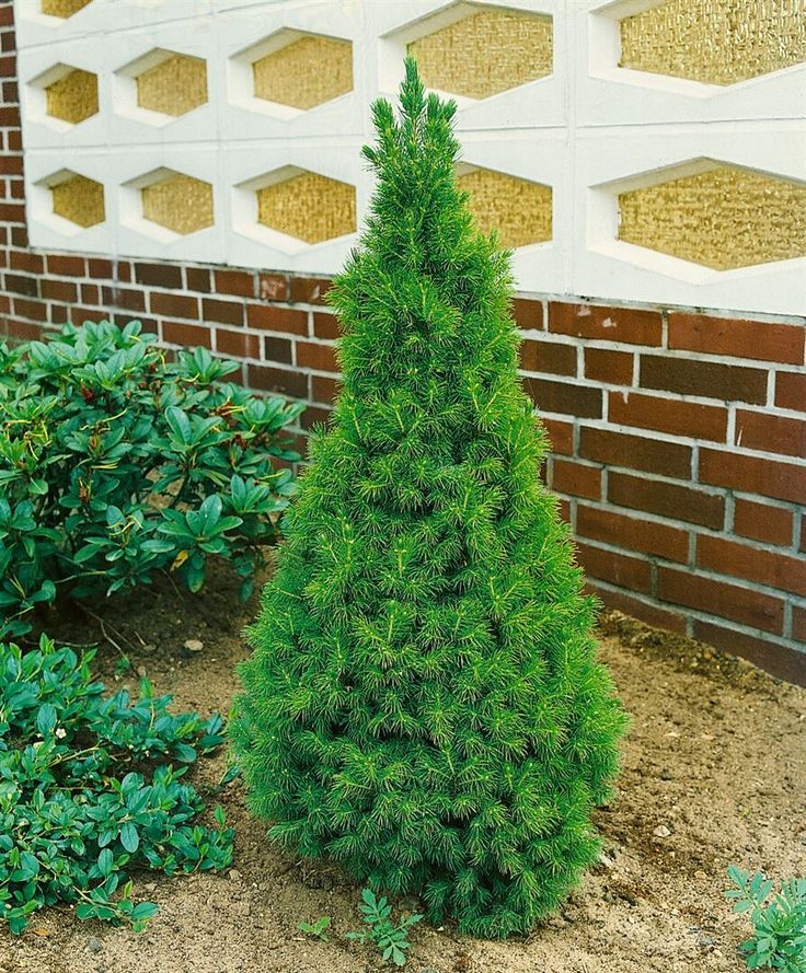 İthal Konik Ladin 30-40 cm Picea Glauca Conica tüplü - Bahçevilya