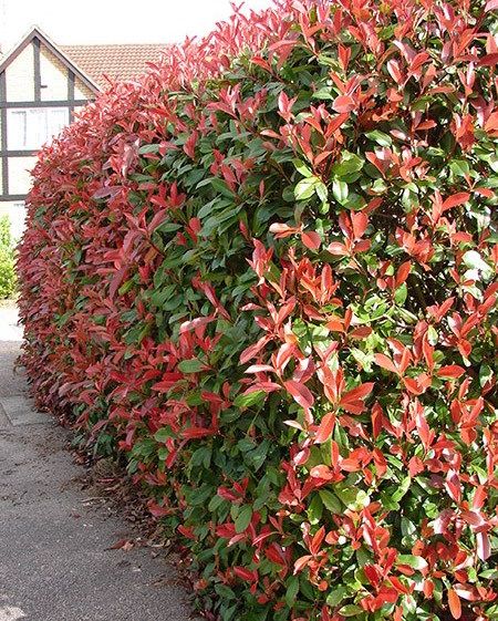Bahçevilya 45 Adet Alev Çalısı (Photinia) Fidanı - 15-20 cm Boyunda, Bahçeniz İçin Canlı Renkler - Bahçevilya