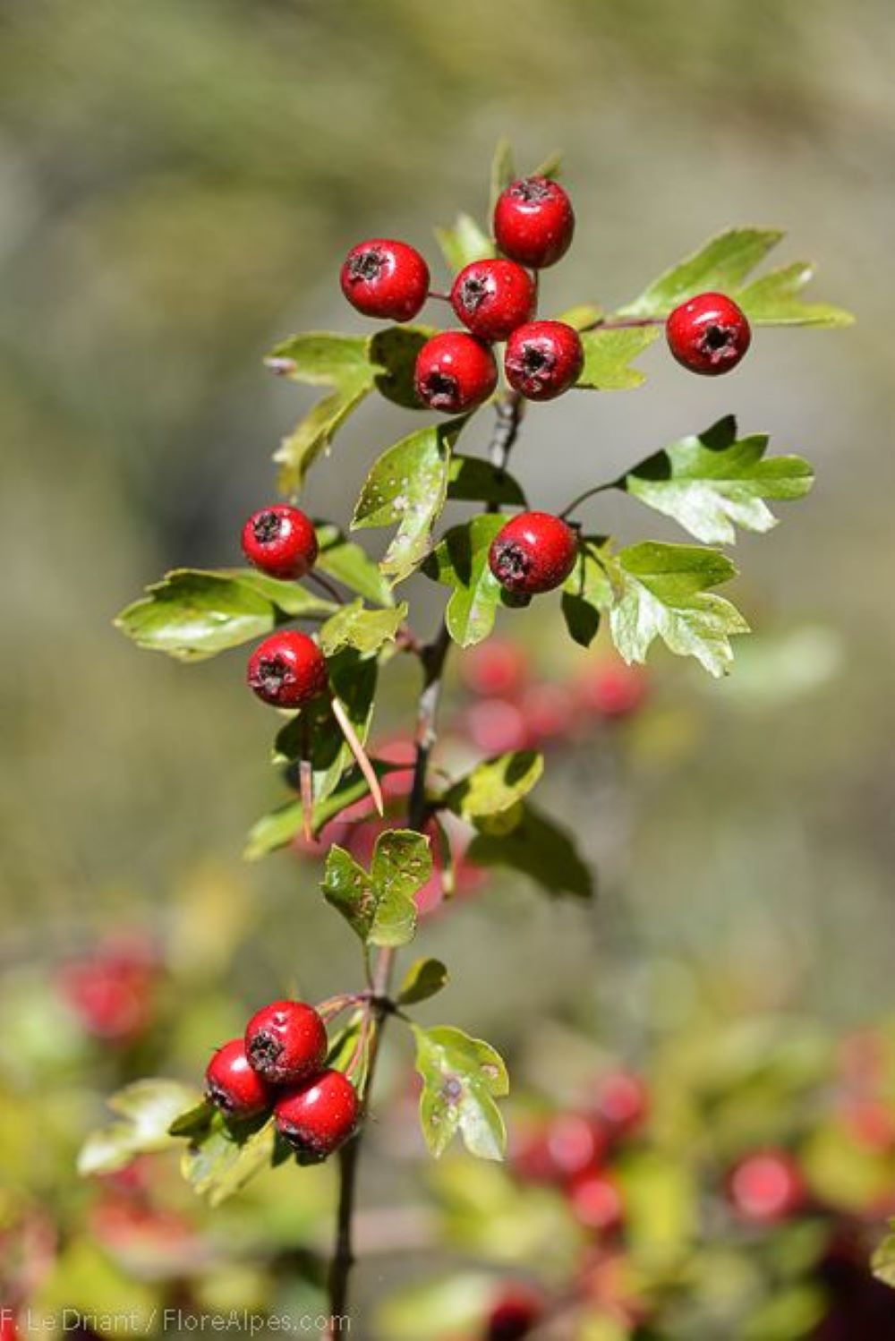 Bahçevilya  Alıç Fidanı (Crataegus) 1-2 Yaş arası  saksılı - Bahçevilya