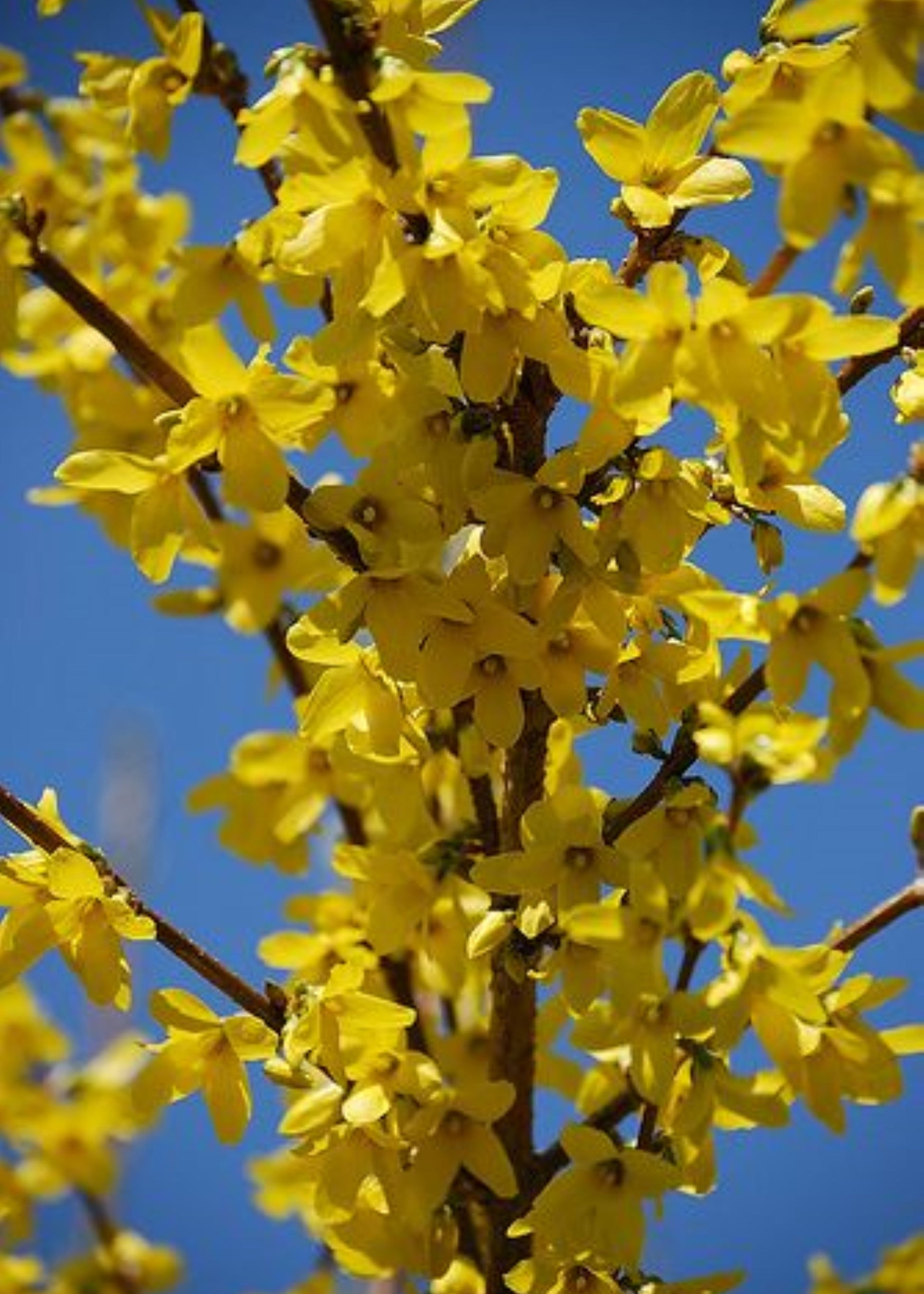 Bahçevilya 1 Adet Altınçanak ( Forsythia intermedia) Fidanı  1-2 yaş arası - Bahçevilya
