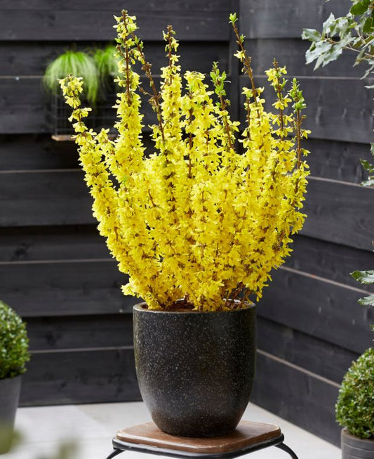 Bodur altınçanak Forsythia 'Mini Gold' 1-2 yaş - Bahçevilya