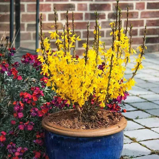 Bodur altınçanak Forsythia 'Mini Gold' 1-2 yaş - Bahçevilya