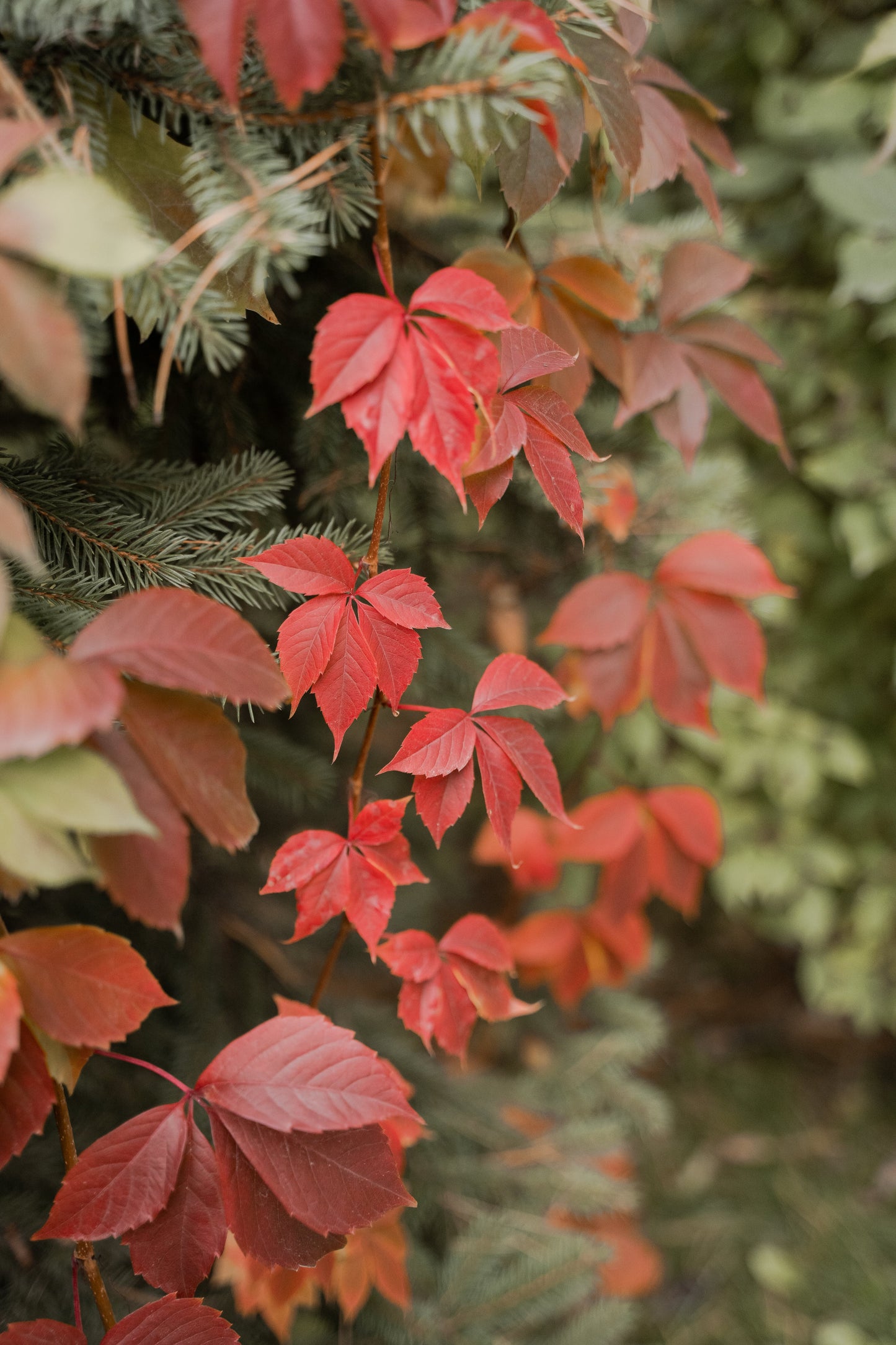 Bahçevilya Amerikan Sarmaşığı (Parthenocissus quinquefolia) Fidanı 1-2 yaş arası - Bahçevilya
