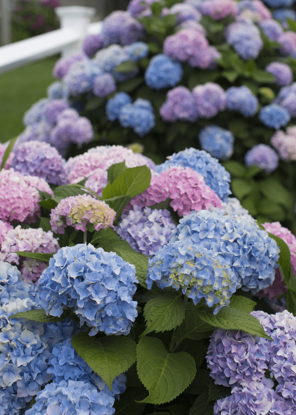Bahçevilya 4 Adet Tüplü Ortanca Hydrangea macrophylla Fidanı 1-2 yaş arası - Bahçevilya