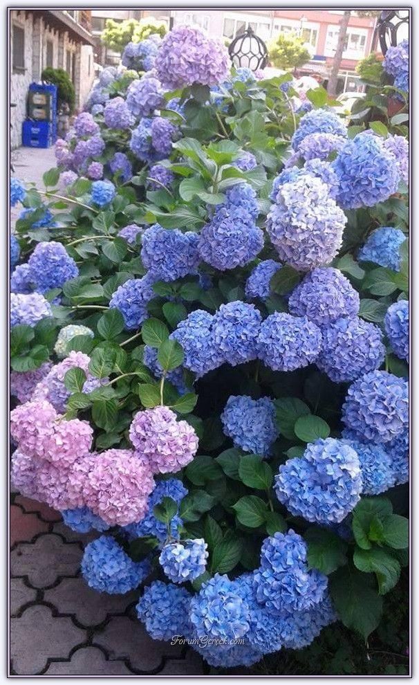 Bahçevilya 4 Adet Tüplü Ortanca Hydrangea macrophylla Fidanı 1 - 2 yaş arası - Bahçevilya