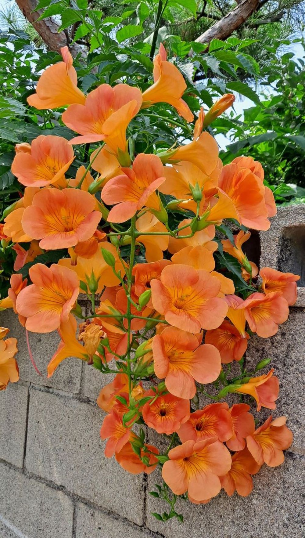 Bahçevilya Acem Borusu (Campsis radicans) Fidanı 1 - 2 yaş arası tüplü - Bahçevilya