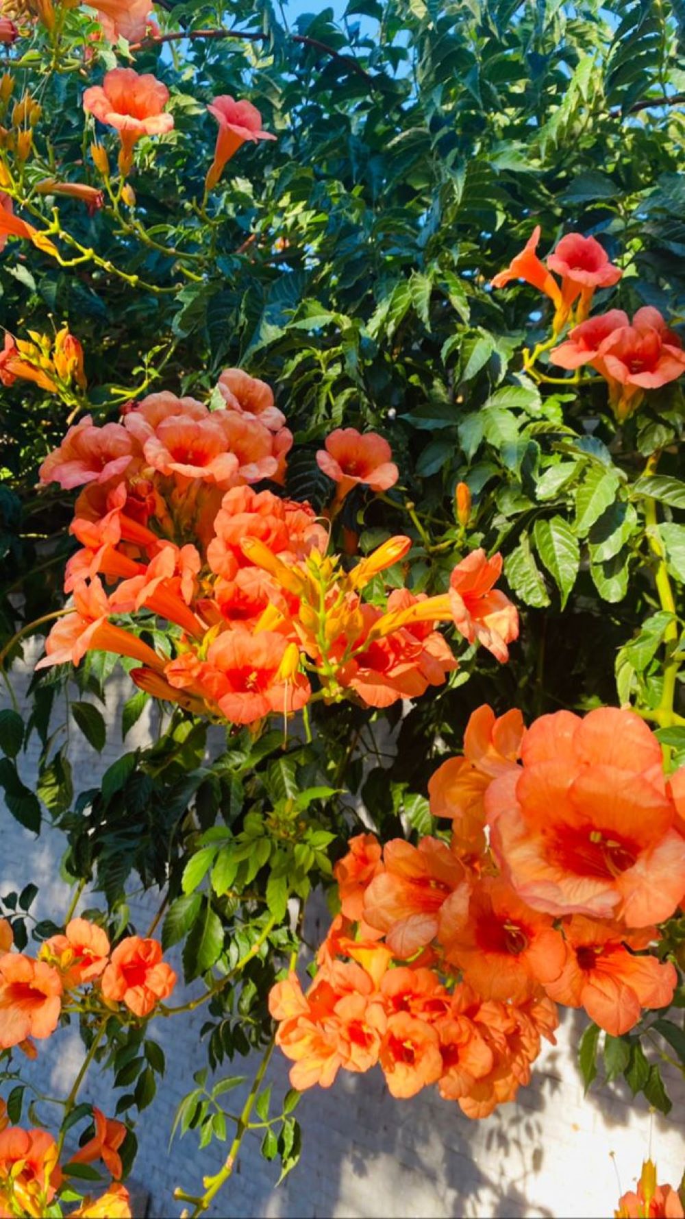 Bahçevilya Acem Borusu (Campsis radicans) Fidanı 1 - 2 yaş arası tüplü - Bahçevilya