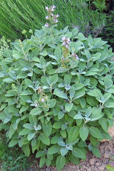 Bahçevilya Adaçayı Fidanı Salvia officinalis 1-2 yaş arası saksılı - Bahçevilya