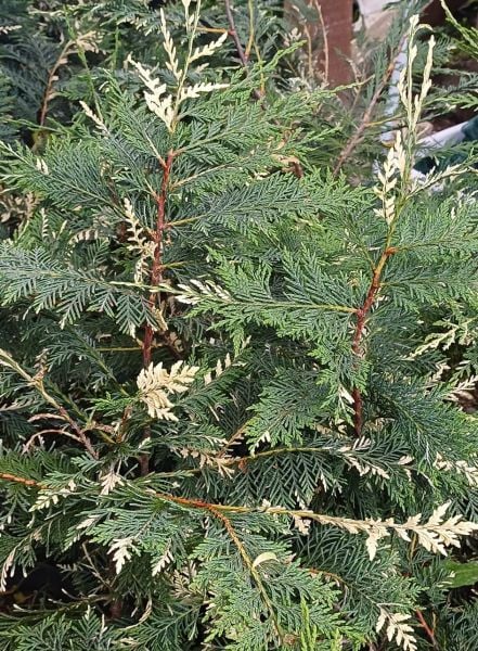 Bahçevilya Alacalı Leylandi Fidanı - 30 - 50 cm Çit ve Peyzaj Bitkisi 2 yaşında - Bahçevilya