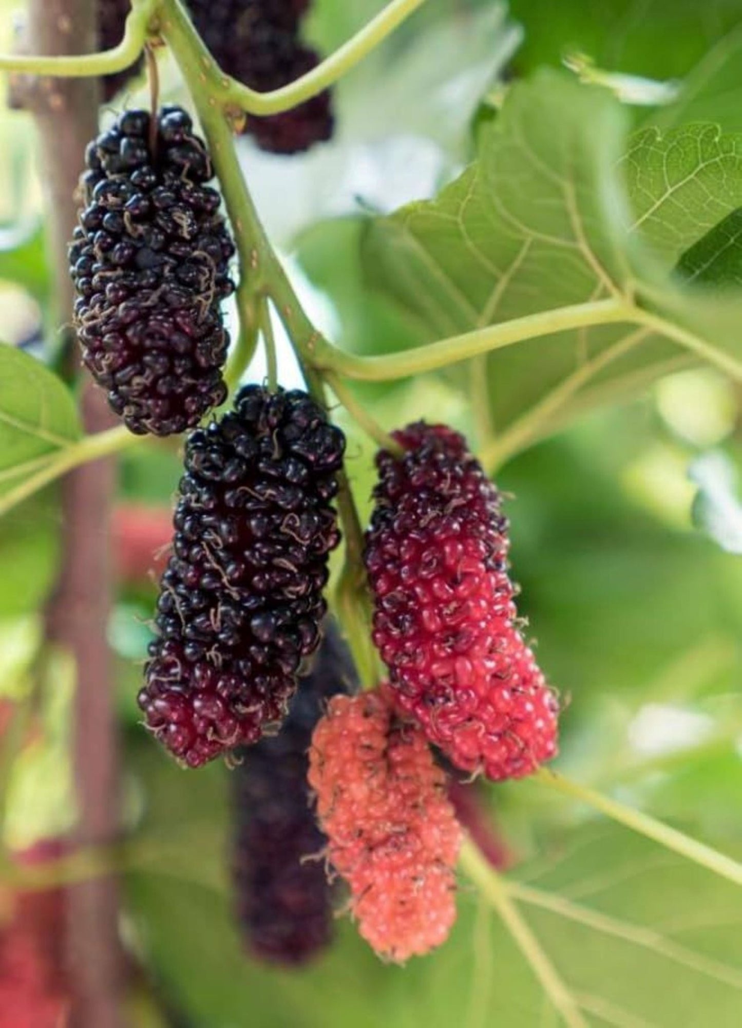 Bahçevilya Aşılı Karadut fidanı 2 yaşında tüplü 80 cm üzeri saksılı - Bahçevilya