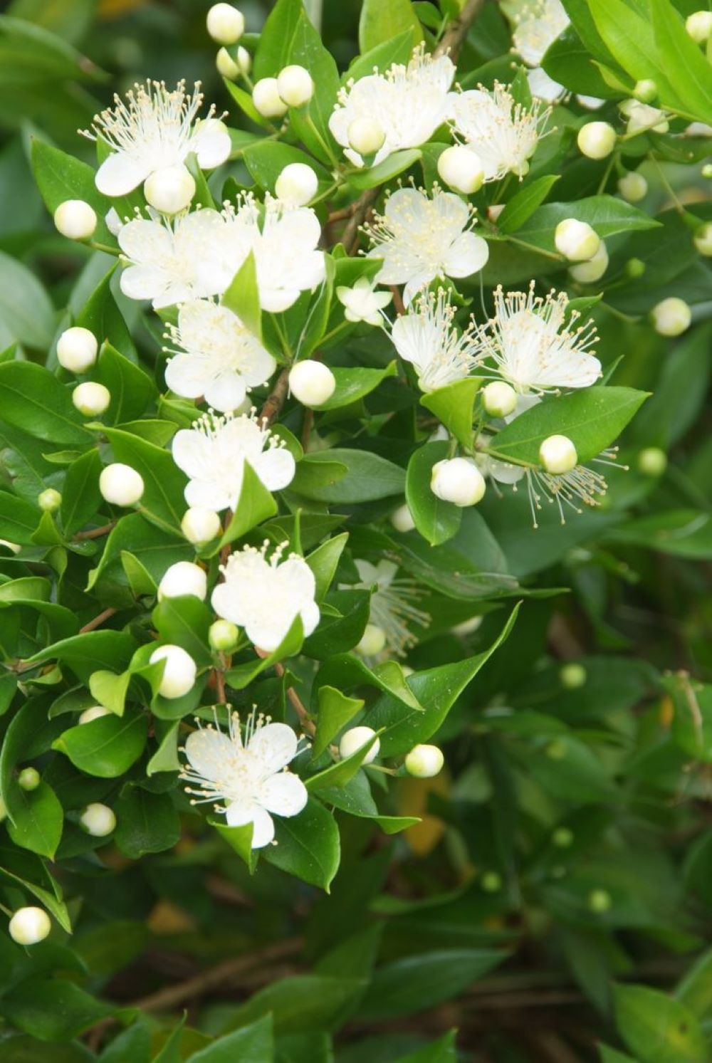 Bahçevilya Beyaz Mersin (MYRTUS COMMUNİS) Meyve Fidanı 1 - 2 yaş arası saksılı - Bahçevilya