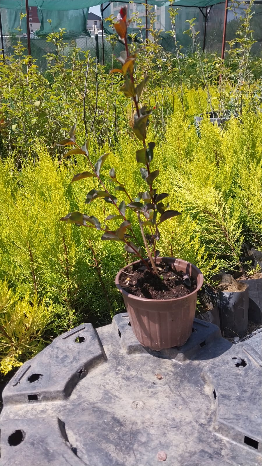 Bahçevilya Bordo yapraklı Oya fidanı kırmızı çiçekli 1 - 2 yaş arası - Bahçevilya