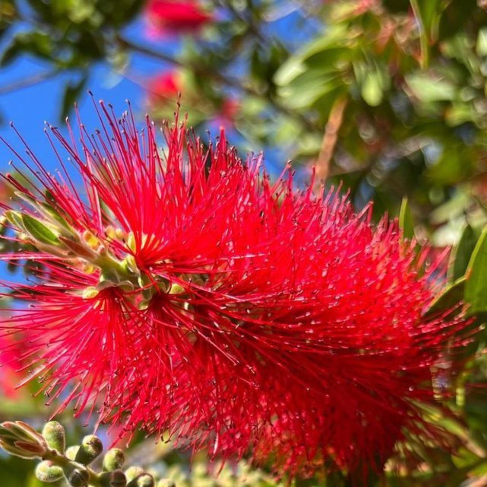 Bahçevilya Fırça Çalısı (Callistemon) Fidanı 50 - 80 cm 2 yaşında saksılı - Bahçevilya
