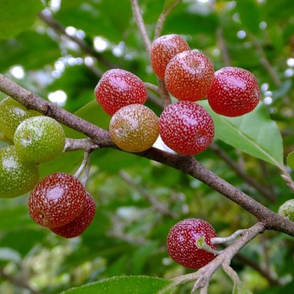 Bahçevilya Güz Yemişi Fidanı Elaeagnus umbellata - 1 - 2 Yaş arası saksılı - Bahçevilya