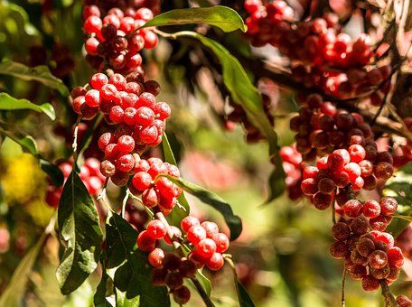 Bahçevilya Güz Yemişi (Japon iğdesi) Fidanı 1 - 2 yaş arası saksılı - Bahçevilya