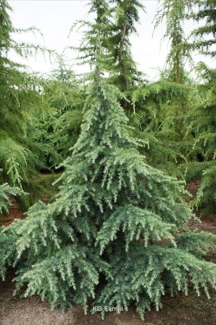 Bahçevilya Himalaya Sedir fidanı 2 yaşında tüplü - Bahçevilya
