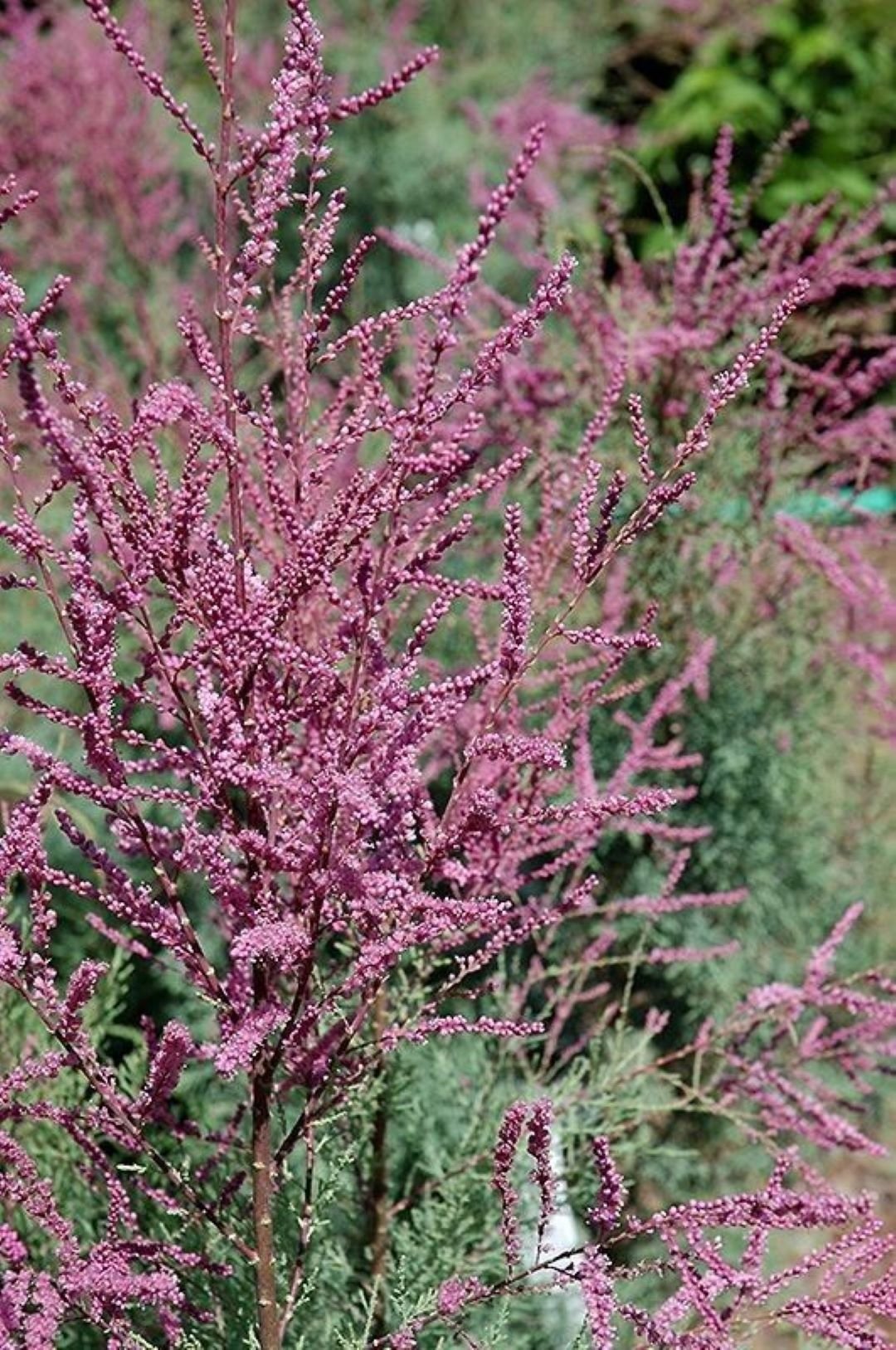 Bahçevilya Ilgın Ağacı Fidanı 1 - 2 Yaş arası tüplü - Bahçevilya
