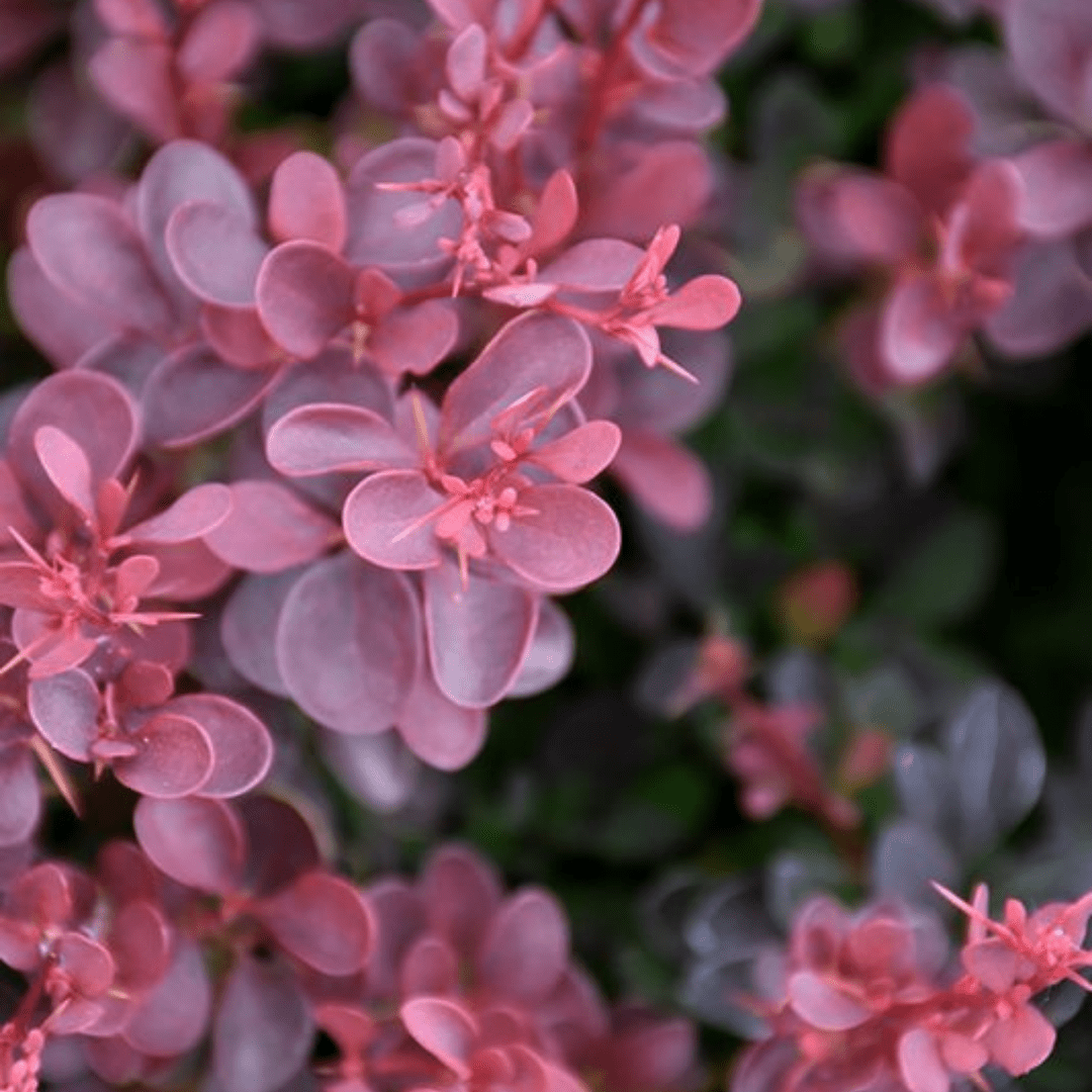 Bahçevilya Kadın Tuzluğu - Berberis fidanı 1 - 2 yaş arası tüplü - Bahçevilya