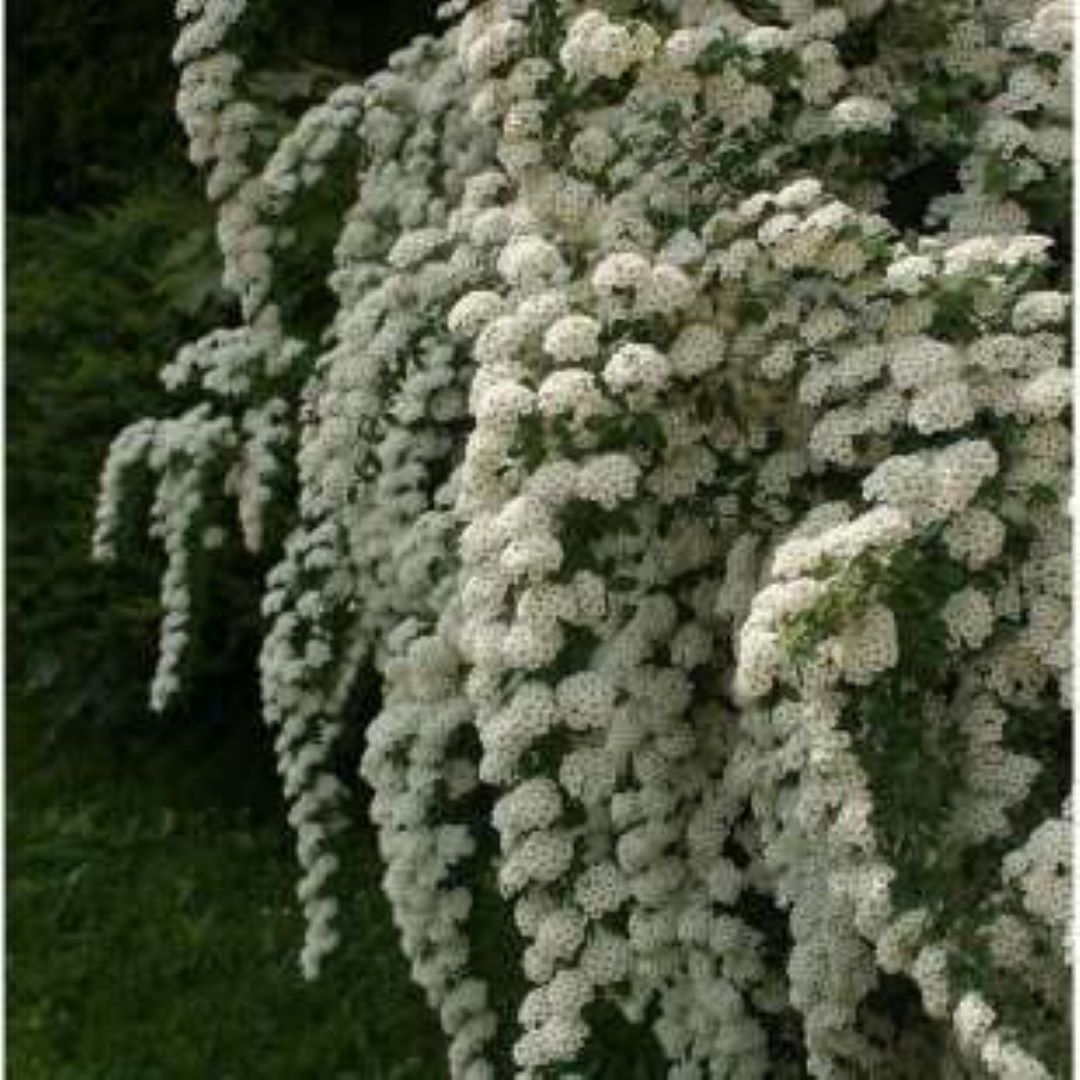 Bahçevilya Keçi Sakalı Fidanı 2 Yaşında Tüplü - Bahçevilya