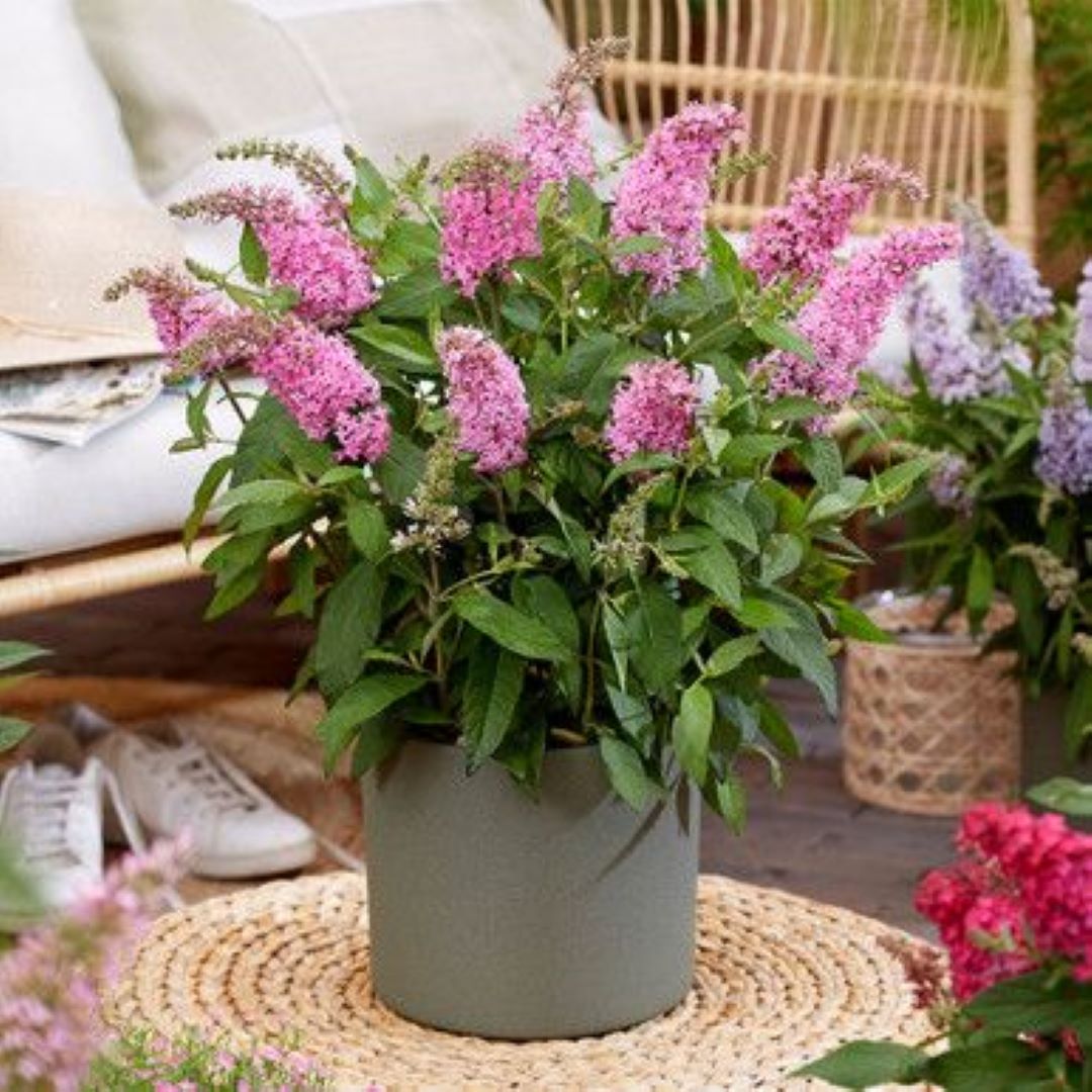 Bahçevilya Kelebek Çalısı Pembe Çiçekli Fidan 1 - 2 yaş arası saksılı - Bahçevilya