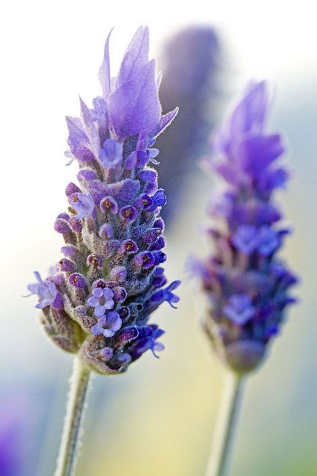 Bahçevilya Lavandula angustifolia Lavanta Fidanı 1 - 2 yaş arası 20 - 30 cm boy - Bahçevilya