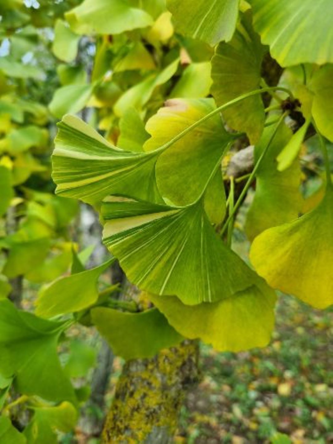 Bahçevilya Mabet Ağacı (Ginkgo biloba) Fidanı 3 adet 1 - 2 Yaş arası tüplü - Bahçevilya