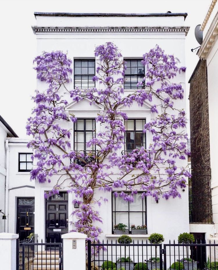 Bahçevilya Mor Salkım (Wisteria sinensis) Fidanı 1 - 2 yaş arası tüplü - Bahçevilya