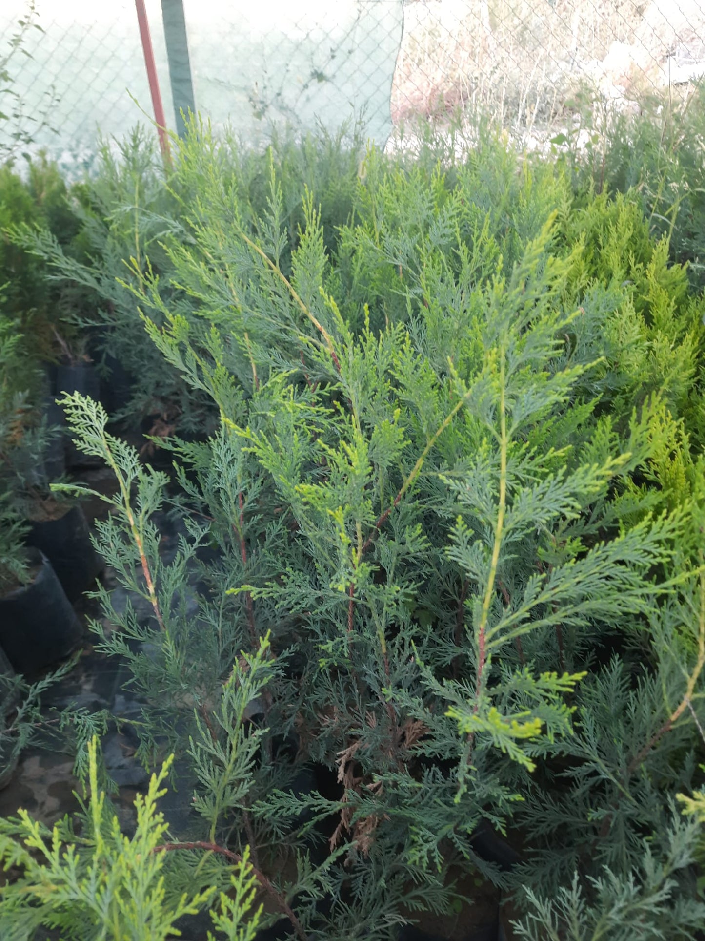 Bahçevilya Tüplü Yeşil Leylandi Fidanı 60 - 80 cm 2 yaşında tüplü saksılı - Bahçevilya