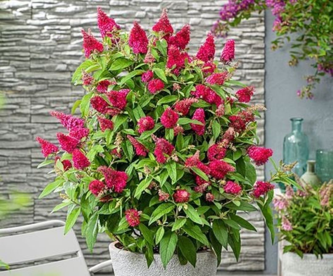 Bahçevilya Yakut Renkli Kelebek Çalısı 1 - 2 yaş arası saksılı - Bahçevilya