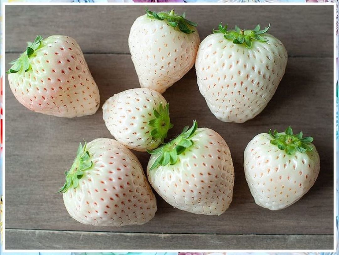 Beyaz Çilek Fidanı 1-2 yaş arası saksılı - Bahçevilya