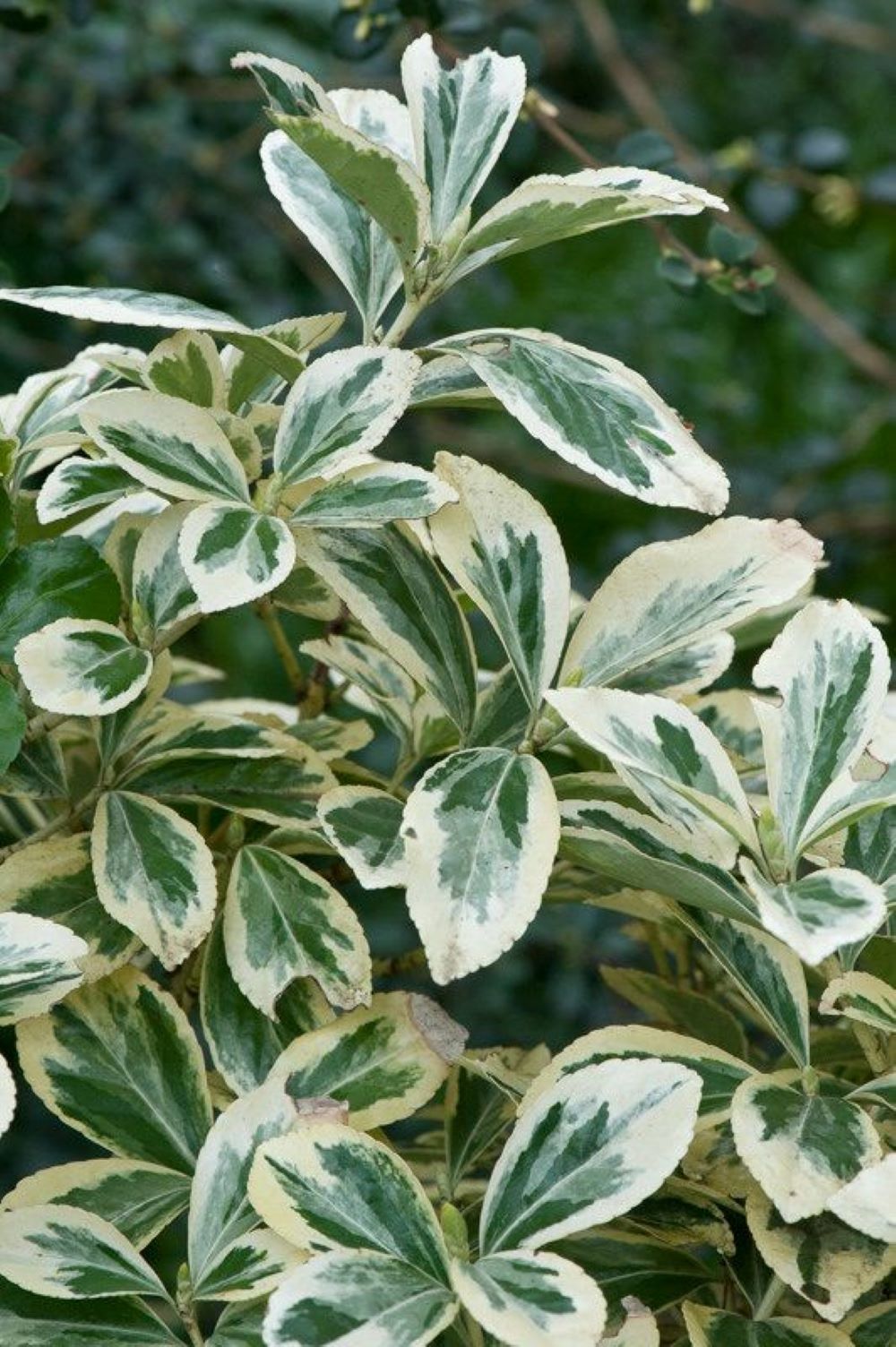 Bahçevilya Bravo Gümüşi Taflan (Euonymus japonicus) Fidanı  1-2 yaş arası - Bahçevilya