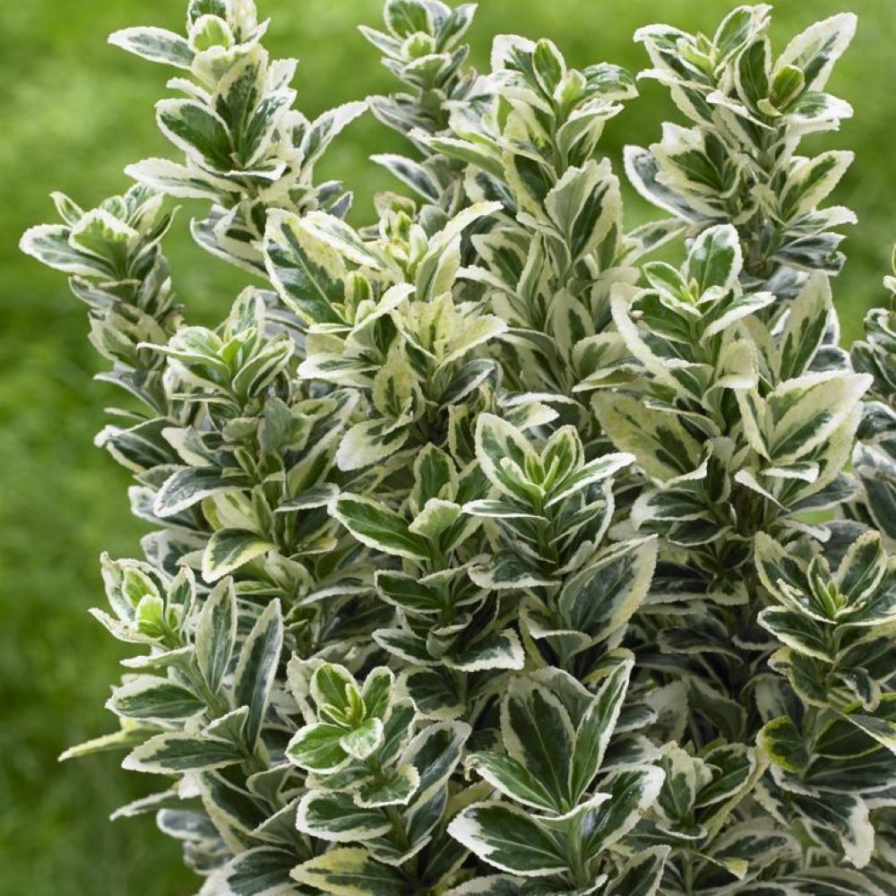 Bahçevilya Bravo Gümüşi Taflan (Euonymus japonicus) Fidanı  1-2 yaş arası - Bahçevilya