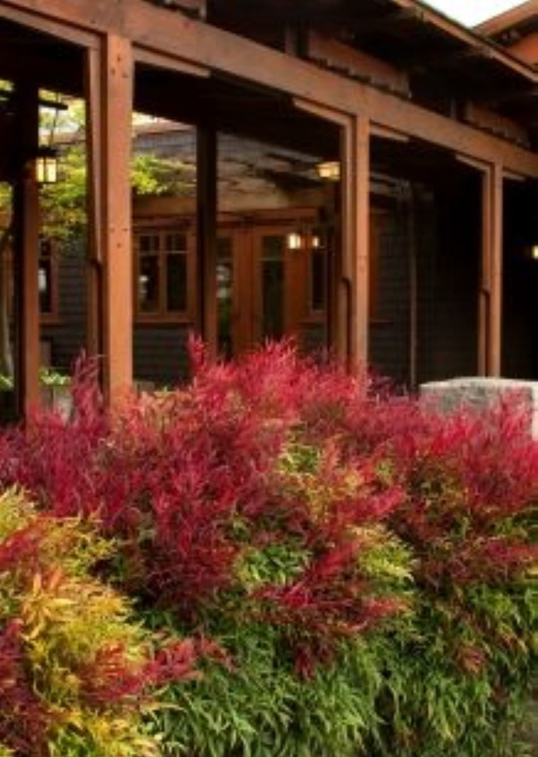 Bahçevilya Nandina (Cennet Bambusu) Fidanı  1-2 yaş arası saksılı - Bahçevilya