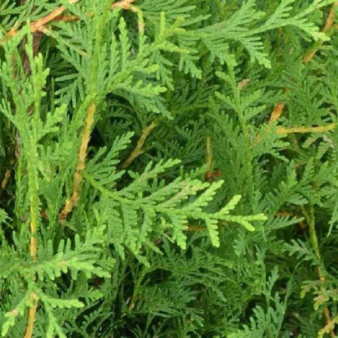 Bahçevilya  Kara Selvi Fidanı, Çit Bitkisi 80-100 cm  2-3 yaş arası - Bahçevilya