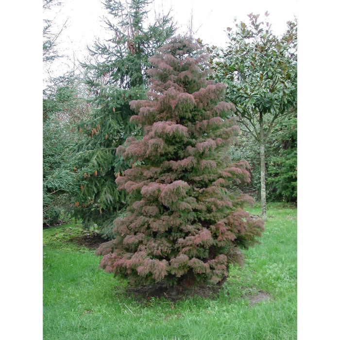 Cryptomeria japonica Elegans Kadife Çam fidanı 40-60 cm arası