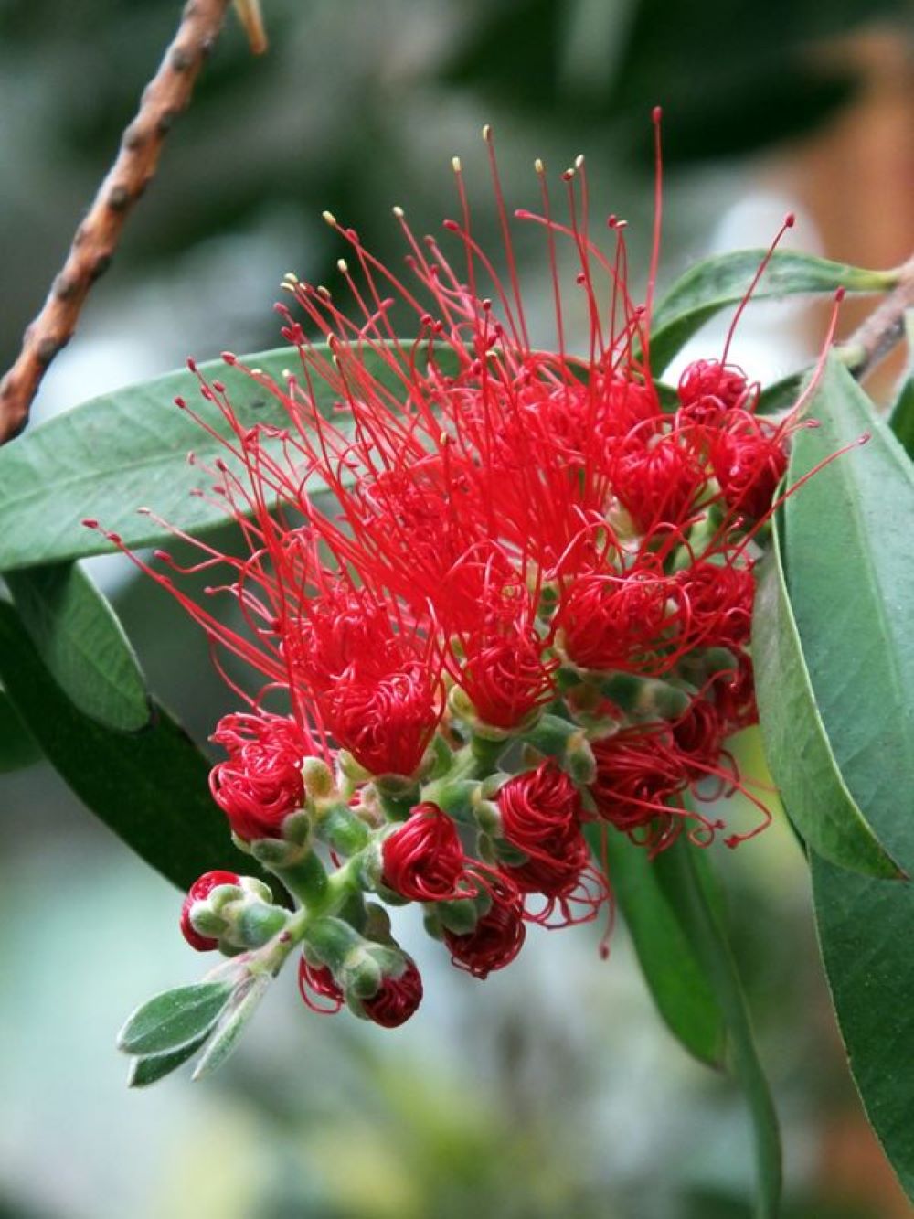 Bahçevilya Fırça Çalısı (Callistemon) Fidanı 80-100 cm 2 yaşında saksılı - Bahçevilya