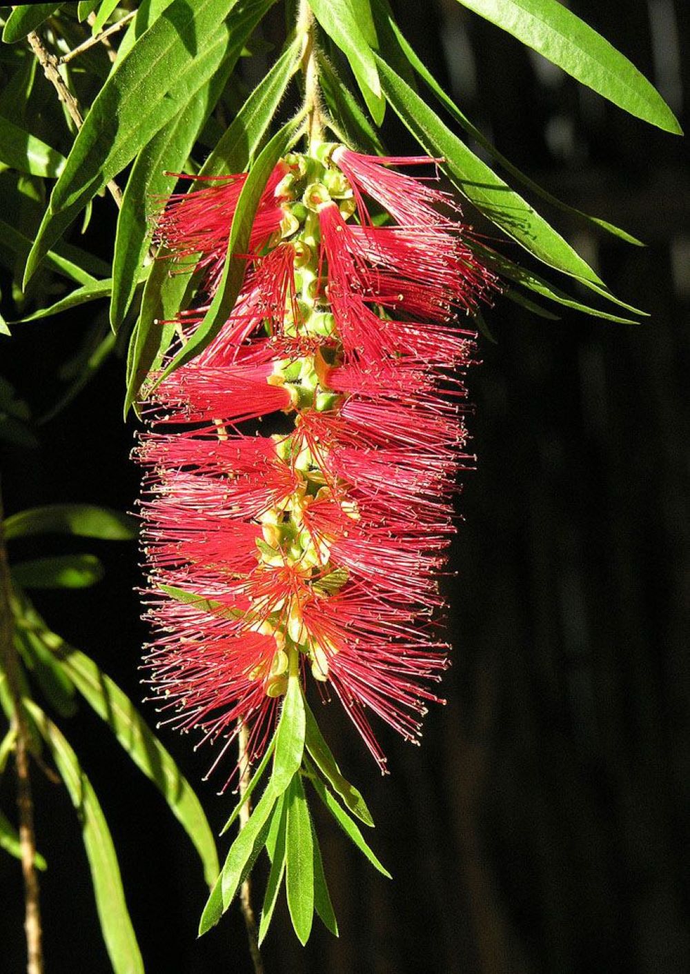Bahçevilya  Fırça Çalısı (Callistemon) Fidanı 50-80 cm 2 yaşında saksılı - Bahçevilya