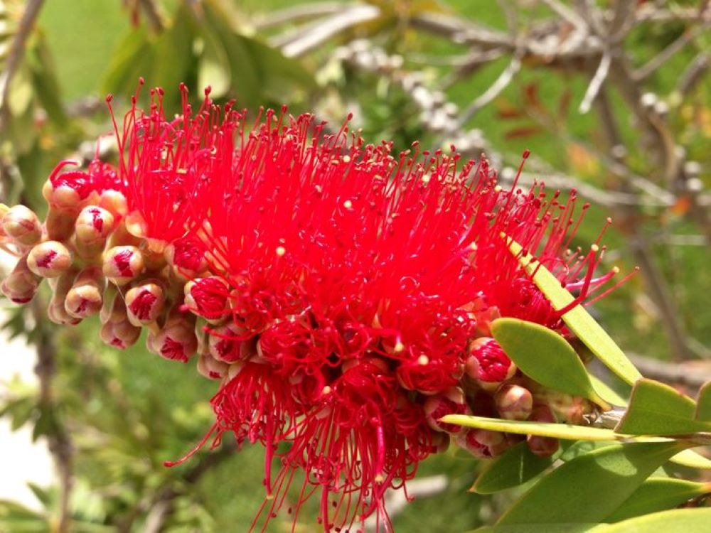 Bahçevilya  Fırça Çalısı (Callistemon) Fidanı 50-80 cm 2 yaşında saksılı - Bahçevilya