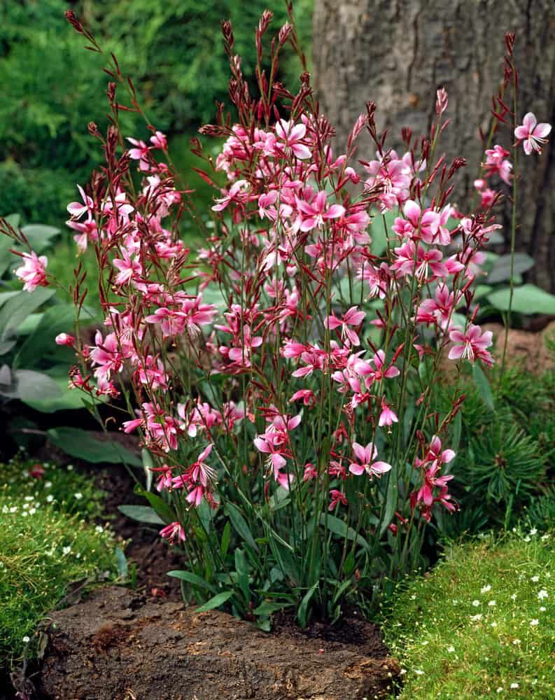 2 Yaşında Tüplü Pembe Çiçekli Gaura Fidanı (Gaura lindheimeri) - Zarif ve Uzun Ömürlü Bahçe Çiçeği - Bahçevilya
