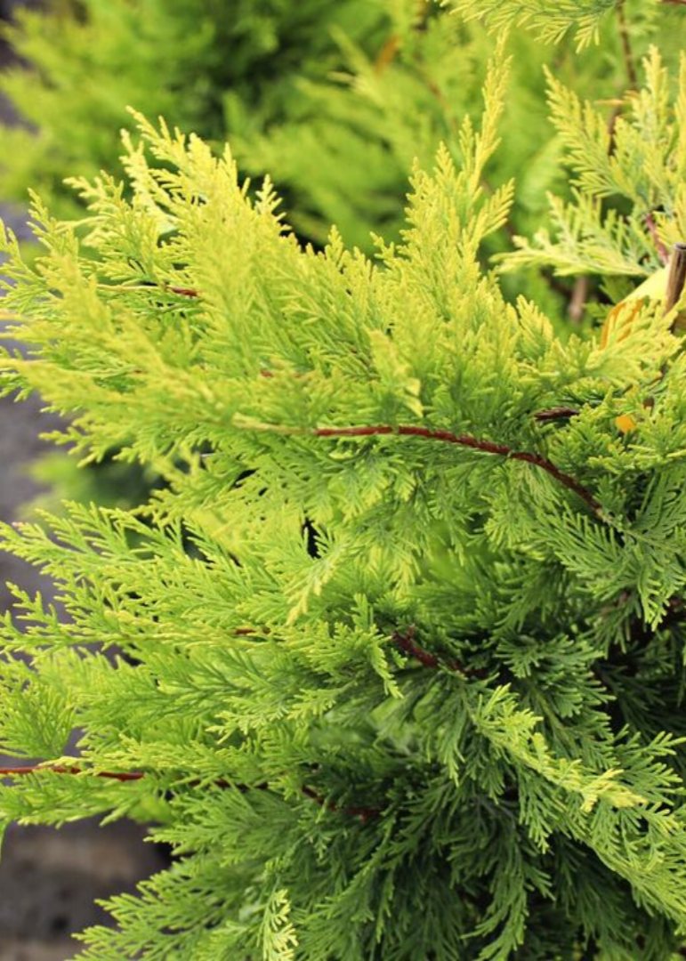 Bahçevilya Gold Rider Leylandi Fidanı 2-3 yaş arası tüplü - Bahçevilya