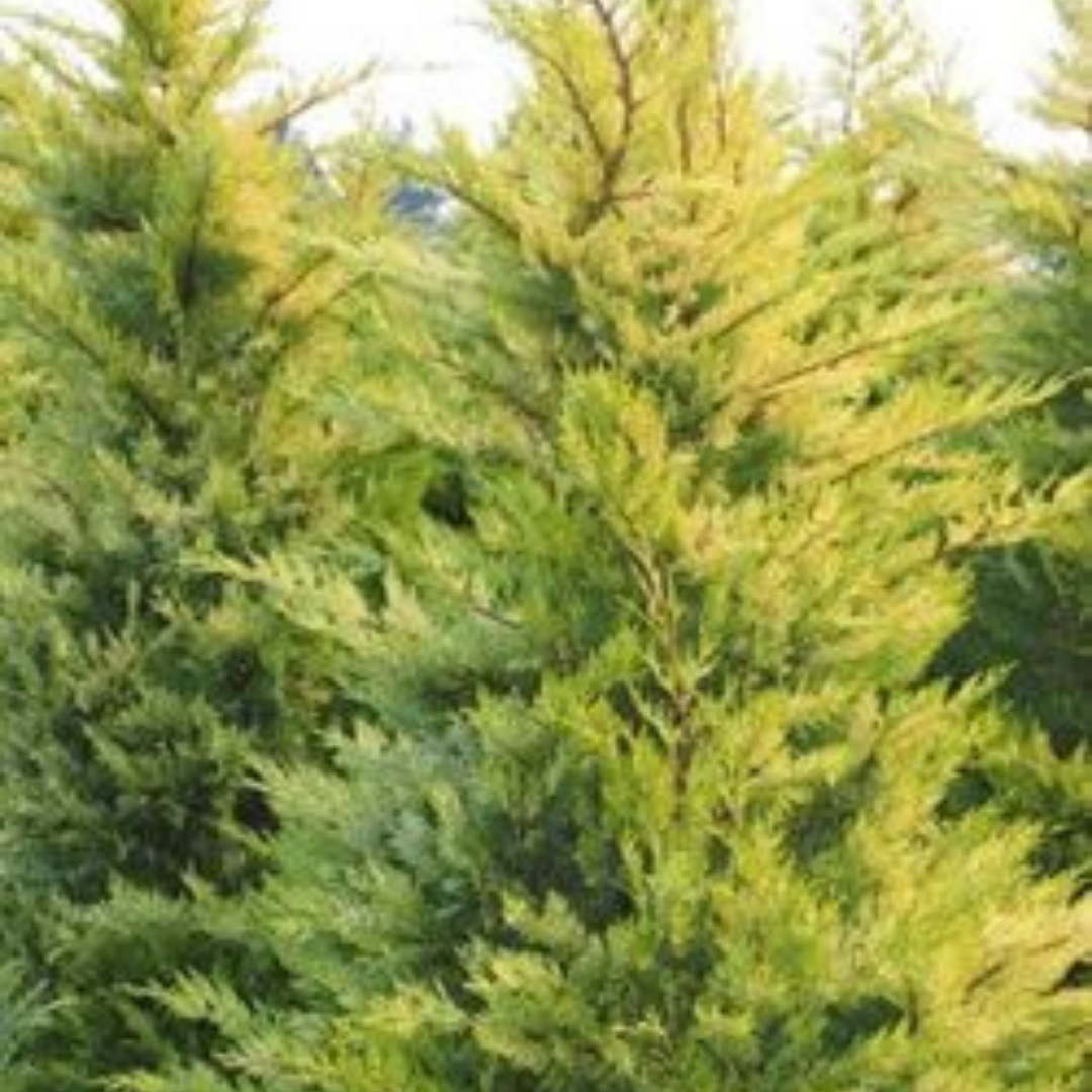 Bahçevilya Gold Rider Leylandi Fidanı 2-3 yaş arası tüplü - Bahçevilya