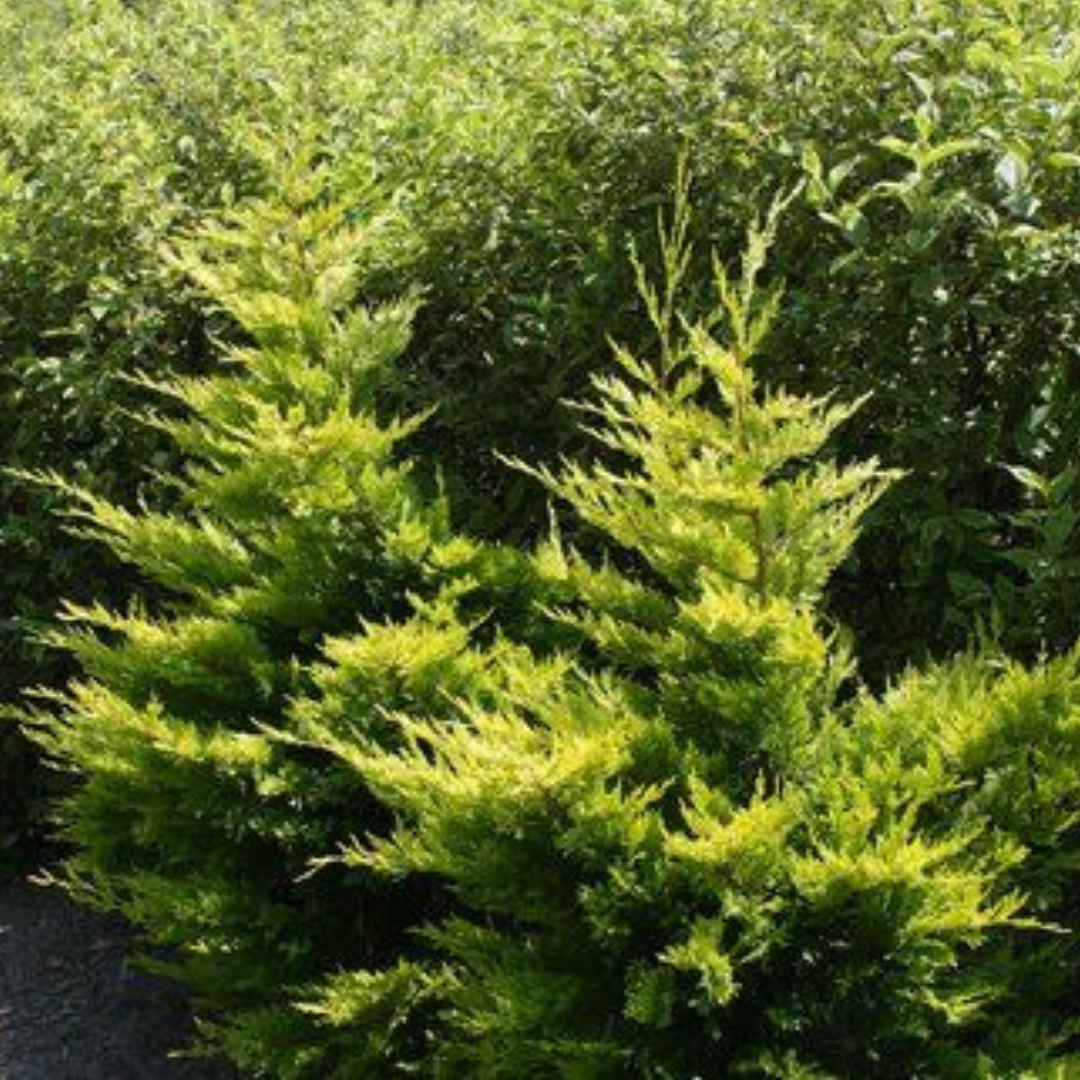 Bahçevilya Gold Rider Leylandi Fidanı 2-3 yaş arası tüplü - Bahçevilya