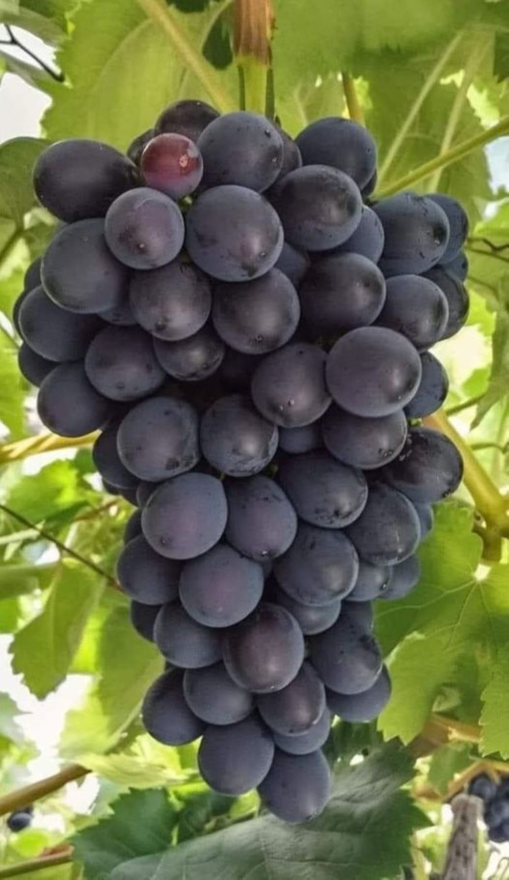 Bahçevilya Siyah Horoz Karası Üzüm Fidanı 1 Yaş Arası Tüplü - Bahçevilya