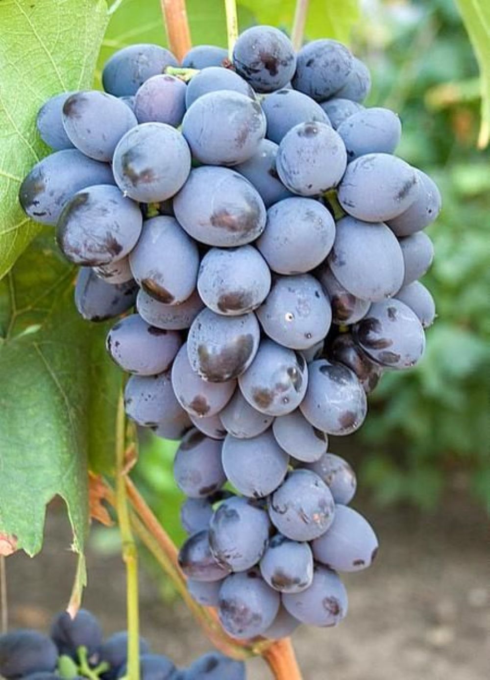 Bahçevilya Siyah Horoz Karası Üzüm Fidanı 1 Yaş Arası Tüplü - Bahçevilya