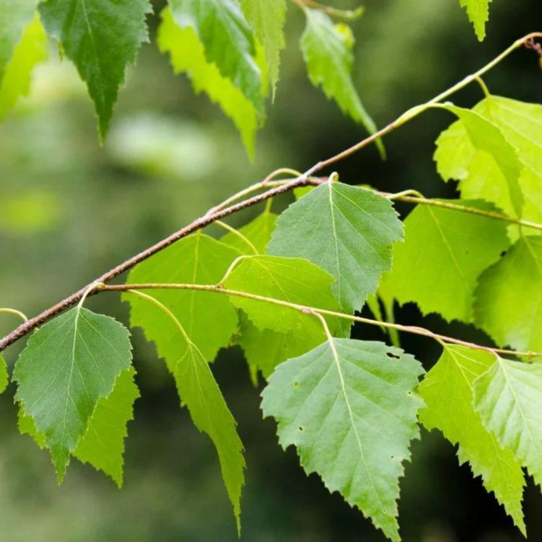 Bahçevilya Huş Ağacı Fidanı 80 CM BOYLARINDA 1-2 yaş arası - Bahçevilya